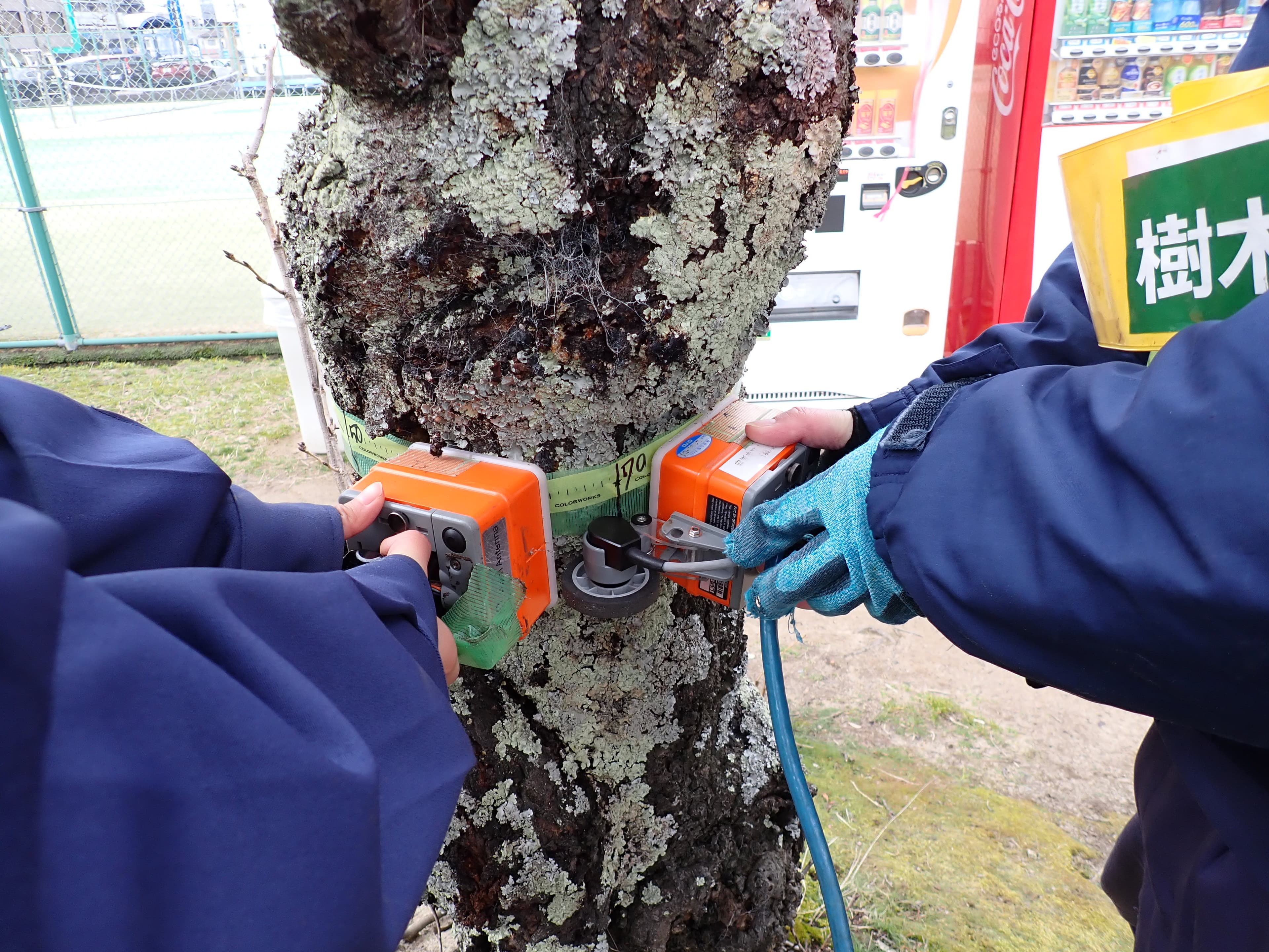 街路樹・公園木の腐朽状況がわかる。非破壊診断で実現する「樹木の総合管理サービス」