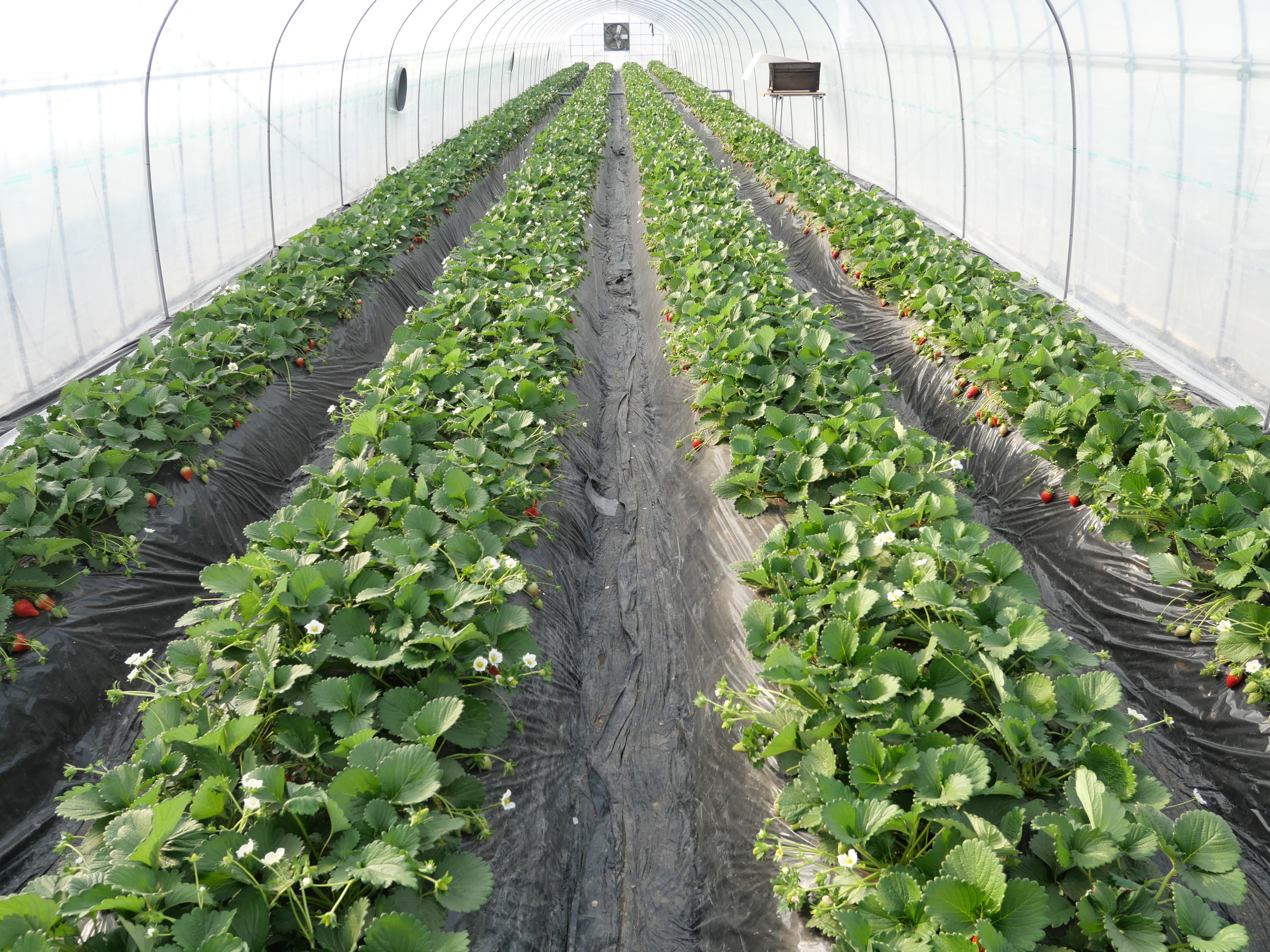 東南アジア＋台湾での自治体及び地域産品のPR/ブランディングサポート